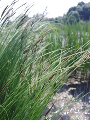 Carex nigra juncea