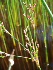 Juncus militaris