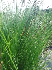 Carex nigra juncea