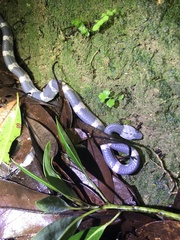 Lycodon futsingensis