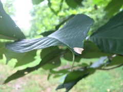 Coelostathma discopunctana
