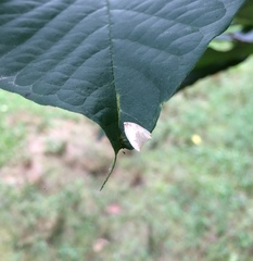 Coelostathma discopunctana