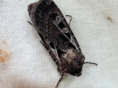 Euxoa divergens