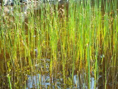 Juncus militaris