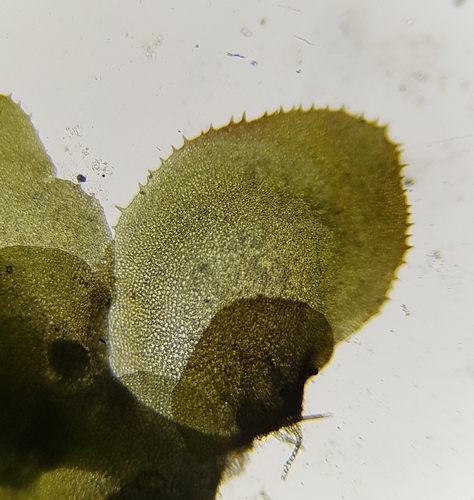 Image of Scapania gracilis by (c) Helen Waterman, some rights reserved (CC BY)