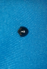 Parexochomus nigromaculatus