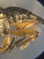Protapion trifolii
