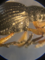 Protapion trifolii