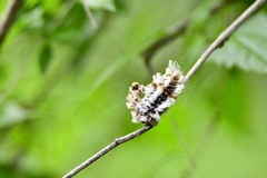 Megalopyge defoliata