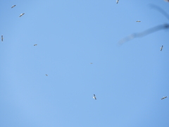 Chroicocephalus maculipennis