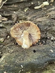 Cystoagaricus