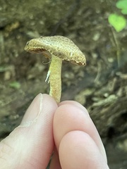 Cystoagaricus