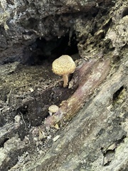 Cystoagaricus