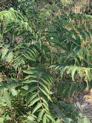 Ailanthus altissima