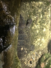 Platysternon megacephalum