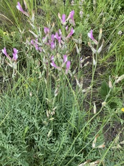 Astragalus macropus