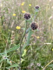 Centaurea nigra
