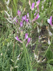 Astragalus macropus