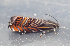 Thaumatographa jonesi