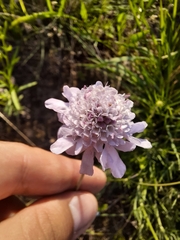 Scabiosa canescens