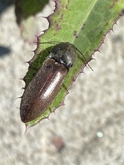 Acteniceromorphus spinosus