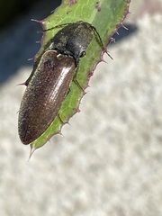 Acteniceromorphus spinosus