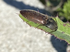 Acteniceromorphus spinosus