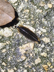 Lamprigera taimoshana
