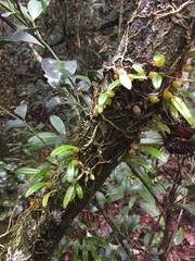 Bulbophyllum analamazoatrae image