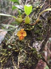 Bulbophyllum analamazoatrae image