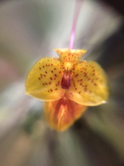 Bulbophyllum analamazoatrae image