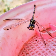 Onychogomphus uncatus