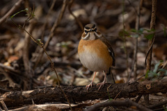 Cercotrichas quadrivirgata