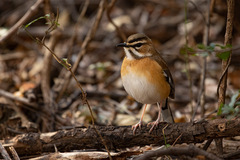 Cercotrichas quadrivirgata
