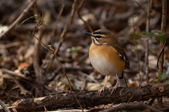 Cercotrichas quadrivirgata