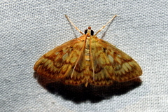 Crocidophora serratissimalis