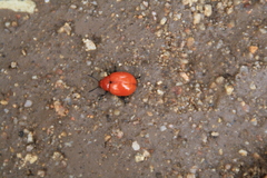 Leptinotarsa rubiginosa