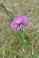 Centaurea jacea
