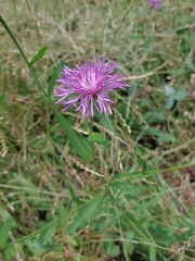 Centaurea jacea