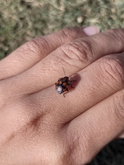 Stiretrus decastigmus