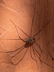 Leiobunum calcar