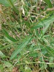 Centaurea jacea