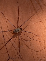 Leiobunum calcar