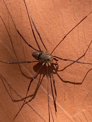 Leiobunum calcar