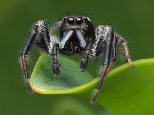 Golden Jumping Spider