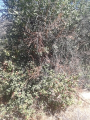 Prunus ilicifolia ilicifolia