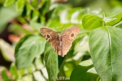 Ypthima baldus newboldi