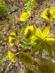 Euphorbia seguieriana