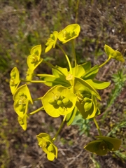 Euphorbia seguieriana