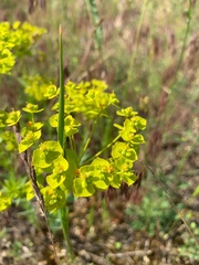 Euphorbia seguieriana